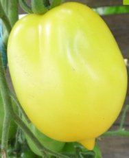 ZTOTGTEDEVEGEB Tomato Téton de Vénus Yellow 5 organic seeds TessGruun