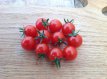 ZTOTGTEREBE Tomato Tess Red Berry 10 seeds TessGruun