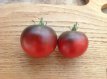 ZTOTGTESH Tomato Tess Shangai 10 seeds