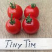 ZTOTGTITI Tomato Tiny Tim Dwarf 10 ORGANIC seeds TessGruun