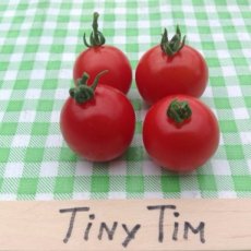 ZTOTGTITI Tomate Tiny Tim 10 graines BIO TessGruun