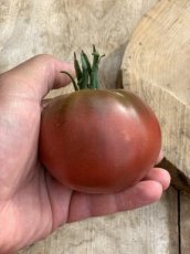ZTOTGVO Tomate Vorlon 10 semillas TessGruun