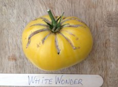 ZTOTGWHWO Tomate White Wonder 10 zaden TessGruun