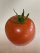 ZTOTGWIBORO Tomate Window Box Rouge 10 graines TessGruun