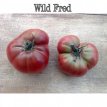 ZTOTGWIFR Tomato Wild Fred 10 seeds TessGruun