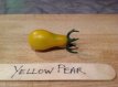 Tomaat Yellow Pear BIO 10 zaden TessGruun