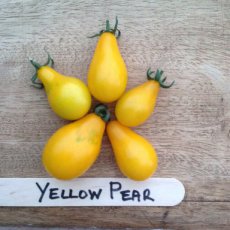 ZTOTGYEPEBIO Tomaat Yellow Pear BIO 10 zaden TessGruun
