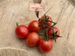 Tomate Artisan Pink Bumblebee 5 semillas TessGruun