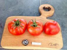 ZTOTGDEBIO Tomate Delicious (poseedor del récord mundial) 10 semillas ORGANICAS TessGruun