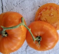 ZTOTSJAJAJE Tomate Janet's Jacinthe Jewel 10 semillas