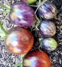 ZTOTSKALJEW Tomato Kaleidoscopic Jewel 5 seeds