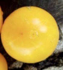 ZTOTSYAMTEL Tomato Yamali Yellow 10 seeds