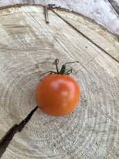 ZTOTTJAFL Tomate Jaune Flammée 5 semillas TessGruun