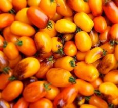 ZTOTWGOLHOU Tomate Golden Hour 5 graines TessGruun