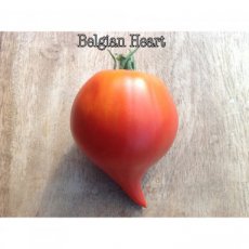 ZTOTGBEHE Tomaat Belgian Heart 10 zaden TessGruun