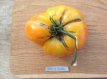 Tomate Beauty Queen 5 semillas TessGruun