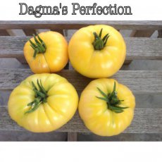 Tomate Dagma's Perfection 10 semillas TessGruun