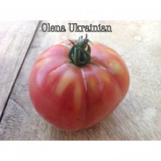ZTOTGOLUK Tomate Olena Ukrainian 10 graines TessGruun