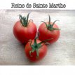 ZTOTGRDSM Tomate Reine de St Marthe 10 graines TessGruun
