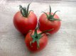 ZTOTGRDSM Tomato Reine de St Marthe 10 seeds TessGruun
