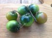 ZTOTGBEDWBE Tomato Beryl Dwarf Beauty 10 seeds TessGruun