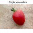 ZTOTGSHMO Tomate Shapka Monomakha 10 semillas TessGruun