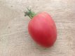 ZTOTGSHMO Tomate Shapka Monomakha 10 graines TessGruun