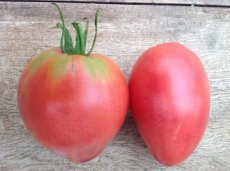 ZTOTGSHMO Tomate Shapka Monomakha 10 semillas TessGruun