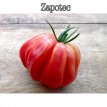 ZTOTGZA Tomate Zapotec 10 graines TessGruun