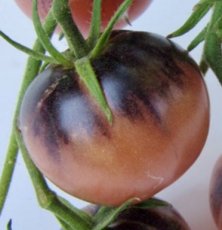 Tomate Amethyst Jewel 5 semillas