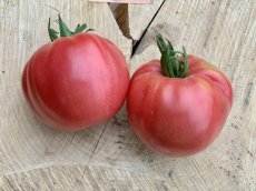 Tomate Amish Pink 5 samen