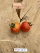 ZTOWTAVURI Tomato Avuri 5 seeds