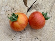 ZTOWTAVURI Tomate Avuri 5 semillas