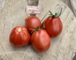 Tomate Big Red Pear 10 semillas