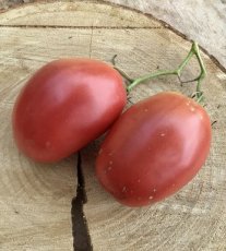 ZTOWTCDBRO Tomate Coeur De Boeuf Rose 10 semillas