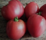 Tomate Coeur De Boeuf Slankard 10 semillas