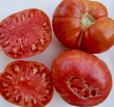 ZTOWTNAPGIA Tomate Napa Giant 5 semillas