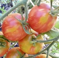 ZTOWTNORMEI Tomato Norwood Meiners 5 seeds