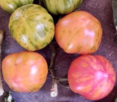ZTOWTPAILAD Tomate Painted Lady 5 semillas
