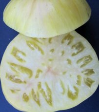 ZTOWTPINFIG Tomate Pineapple Fig 5 semillas