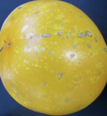 ZTOWTSPOYEL Tomate Spot Yellow 5 graines