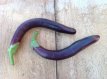 Aubergine Japanese Heirloom 15 zaden TessGruun