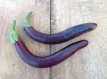 Aubergine Japanese Heirloom 15 zaden TessGruun