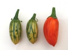 Aubergine Striped Toga 10 graines TessGruun