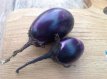 ZVRTDVERAZ15 Eggplant Vera 10 seeds TessGruun