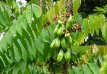 ZVRTGAVBI Averrhoa Bilimbi / Cucumber Tree / Komkommerboom (Tropische Fruitboom) – 4 zaden TessGruun