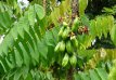 Averrhoa Bilimbi / Arbre à Concombres (Arbre Fruitier Tropical) – 4 graines TessGruun