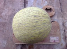 Melon Honeydew 10 graines TessGruun