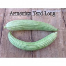 ZVRTGKOARYALOB Cucumber Armenian Yard Long ORGANIC 5 seeds TessGruun