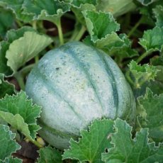 ZVRTGMEVEFR15 Meloen Vieille de France BIO 10 zaden TessGruun